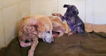 Sickly Puppy Uses All Her Strength to Tell Mom It Will Be All Right