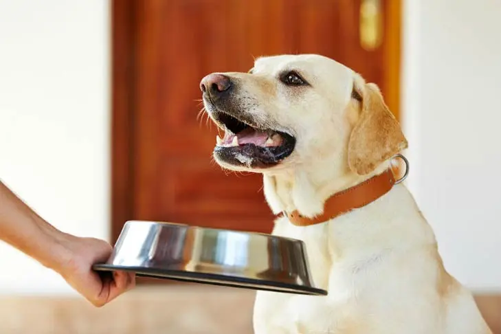 Acid Reflux in Dogs: Signs, Causes, and How to Help