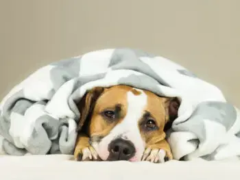 Simple Home Remedies For Canine Digestive Distress