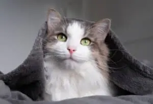Small Gestures Bring Big Joy to Domestic Cats