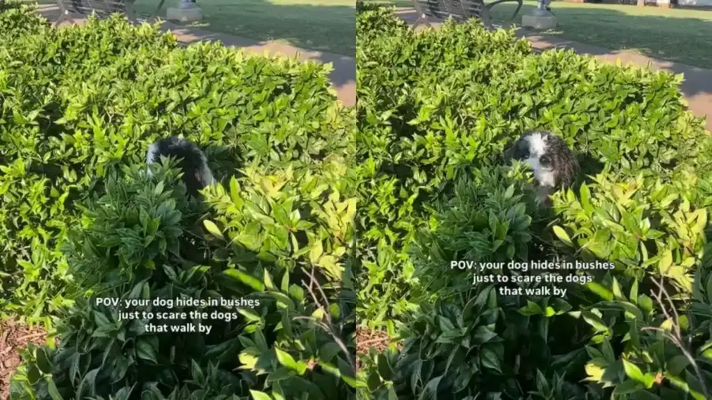 Snoopy the Bordoodle Plays Hide-and-Seek with Neighborhood Dogs