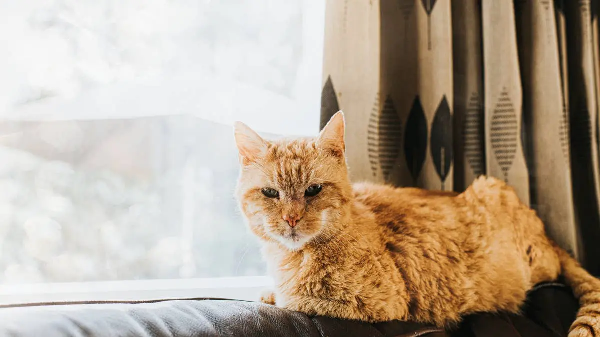Snoozer, a 20-Year-Old Orange Cat, Finds New Hope in Tennessee Shelter