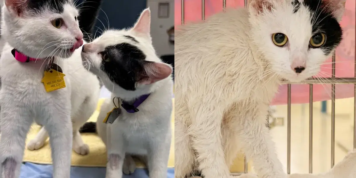 Two Soaked Kitten Twins Cling Together After Being Thrown From Moving Vehicle