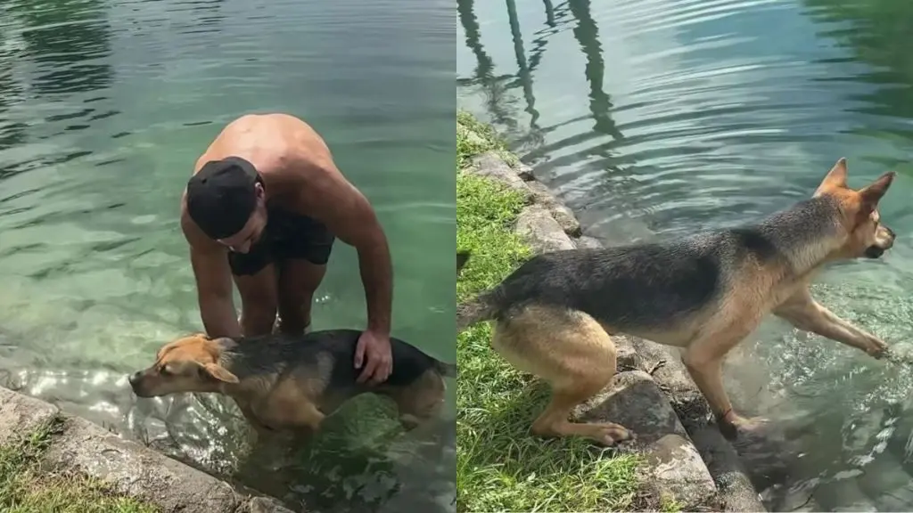 A Day of One-on-One Swimming Adventure for South Florida Rescue Dog