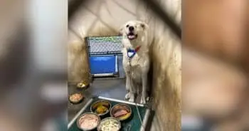 Puppy’s 432-Day Journey From Pain To Peace Captured In Photos