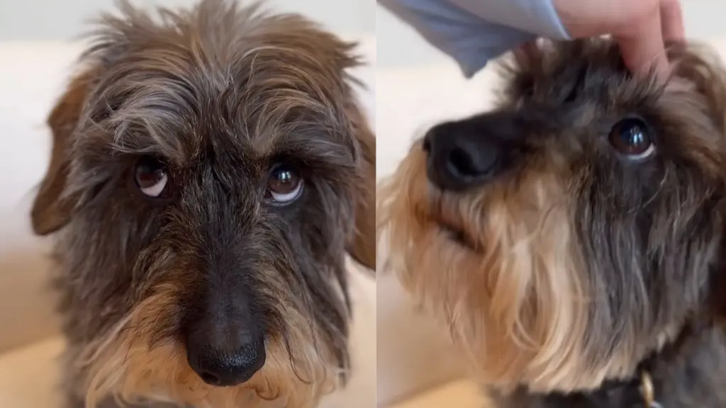 Shy London Dog Uses Subtle Cues to Beg for Attention Without Speaking Up