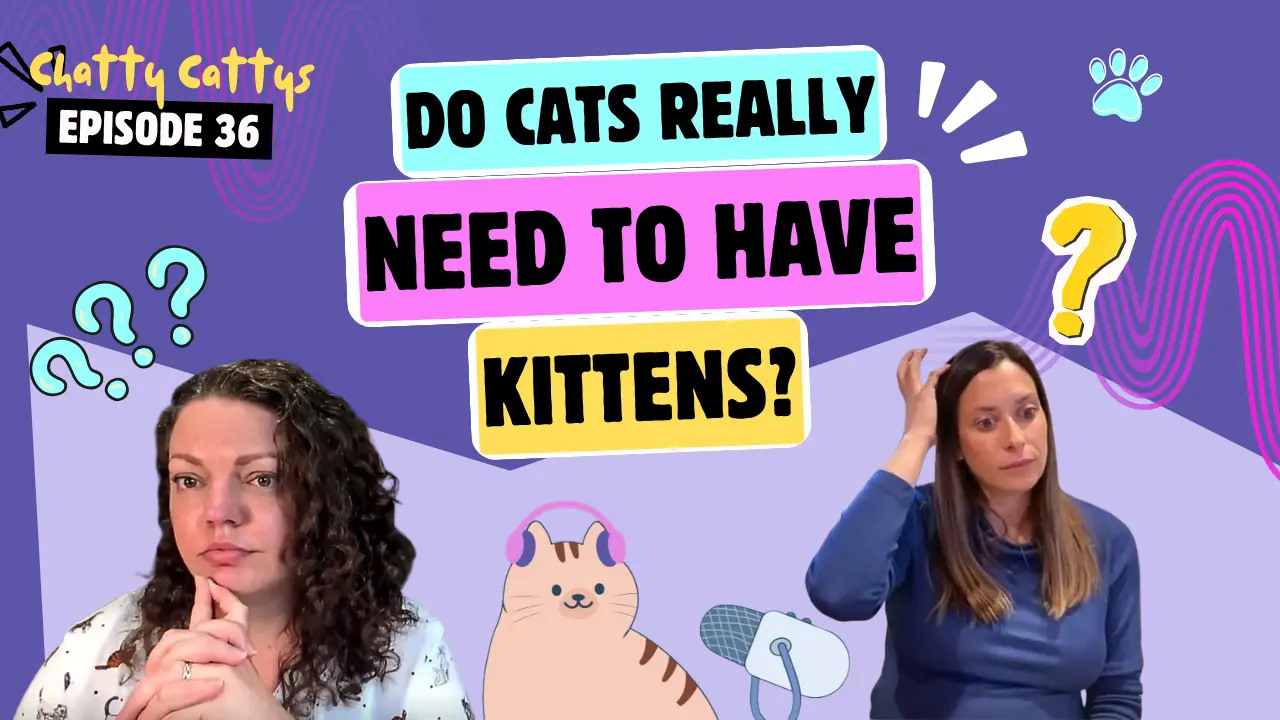 Understanding Toxoplasmosis Risks in Pregnancy and How to Stay Safe With Cats at Home