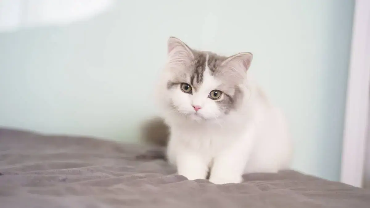 Stolen Shelter Kitten Recovered After Minnesota Abduction