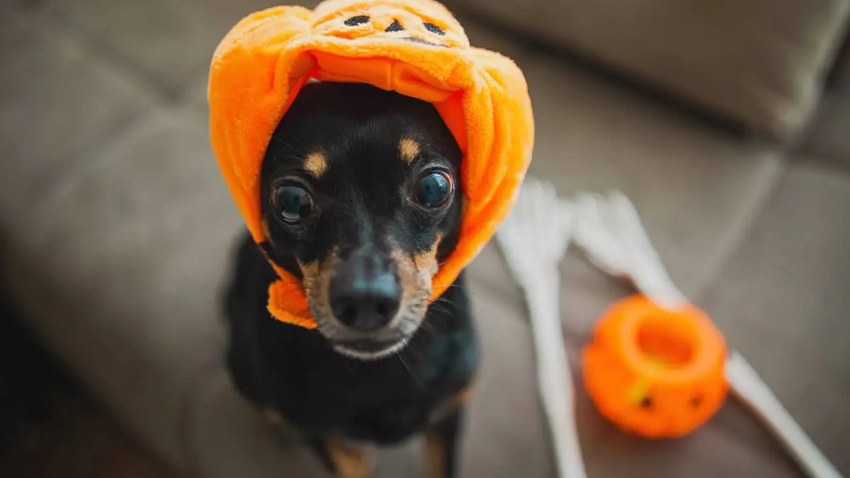 Stray Dog Inspires Crochet Hat Collection
