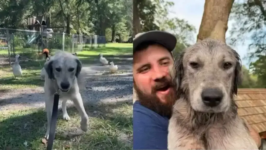 Stray Dog Finds Forever Home in Days