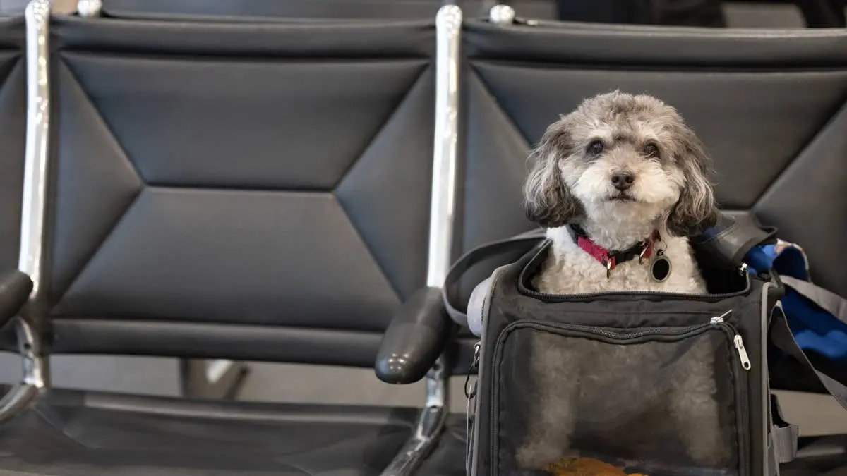 Stray Dog Who Outran Airport Staff on Tarmac Finds Forever Home