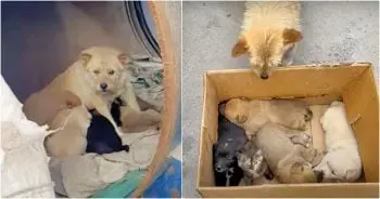 Stray Dog Nurtures Kitten and Puppies in Unlikely Barrel Home