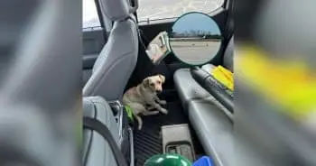 Stray Dog Sparks Airport Chase, Finds New Home