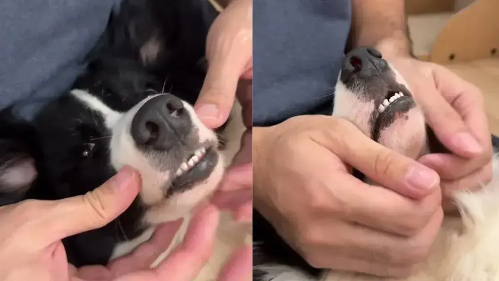 Susu the Border Collie Enjoys Ultimate Relaxation After Grooming