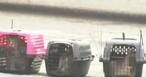 Hundreds of Cats Evacuated From California Rescue Amid Neglect Fears