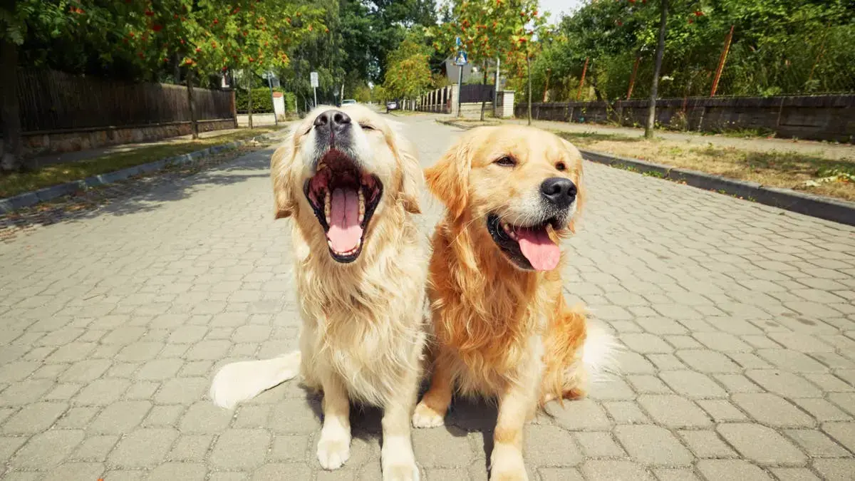 Teen Golden Retriever Behavior Leaves Owner Learning the Hard Way About Adolescent Dogs