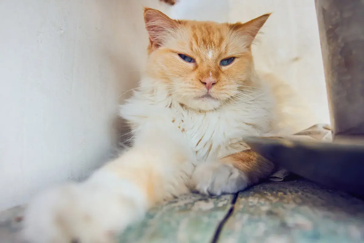 Ten Cat Breeds That Demand Constant Attention