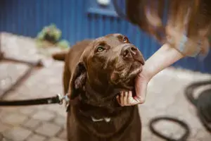 Ten Key Scenarios Where Probiotics Aid Canine Health