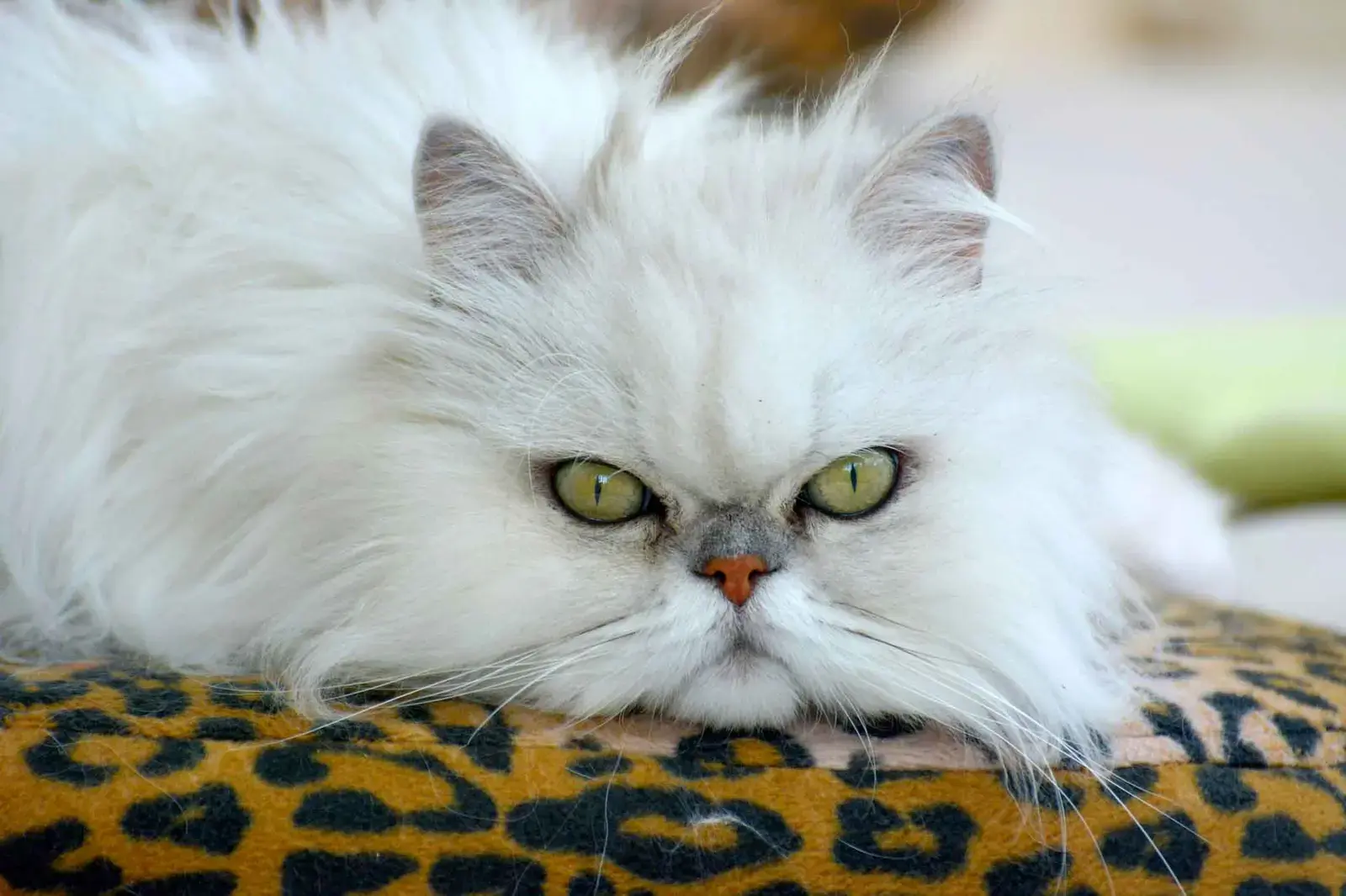 Ten Subtle Cat Behaviors That Reveal Their Hidden Thoughts