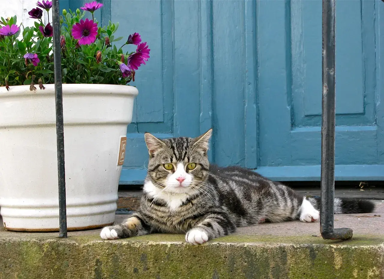 Ten Subtle Cues That Reveal Feline Contentment