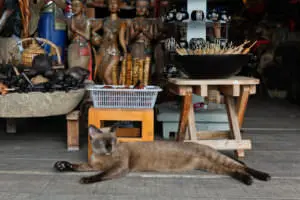 Thailand’s Rich History of Feline Companions