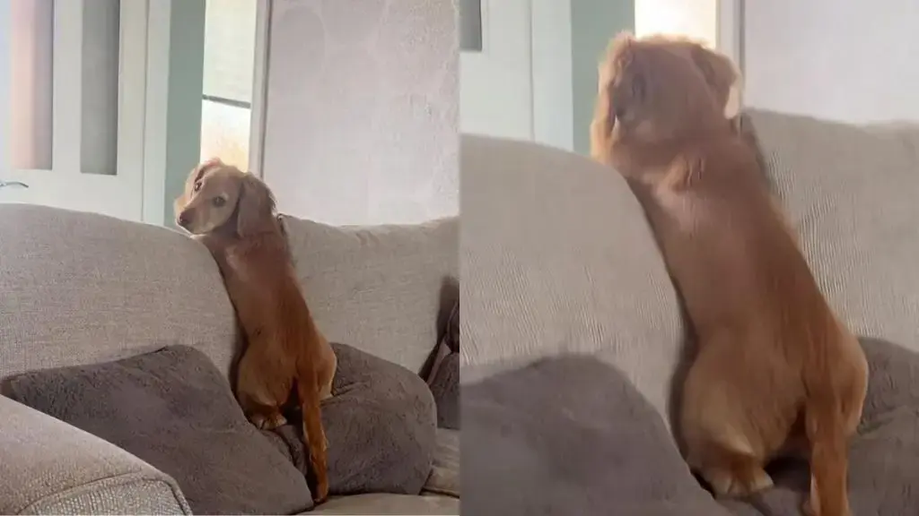 The Art of Canine Selective Hearing