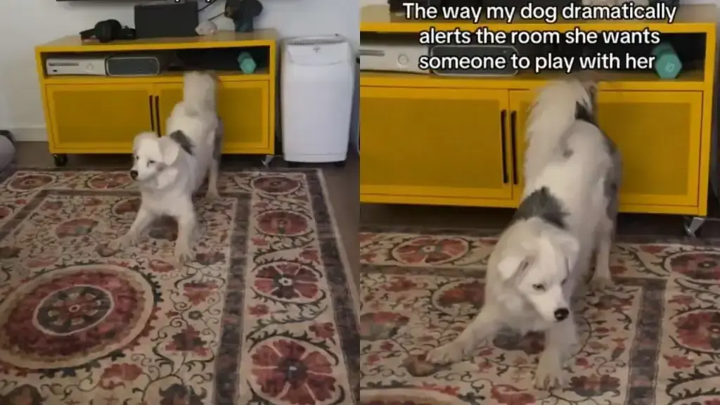 The Australian Shepherd Who Turns Playtime Into a Performance
