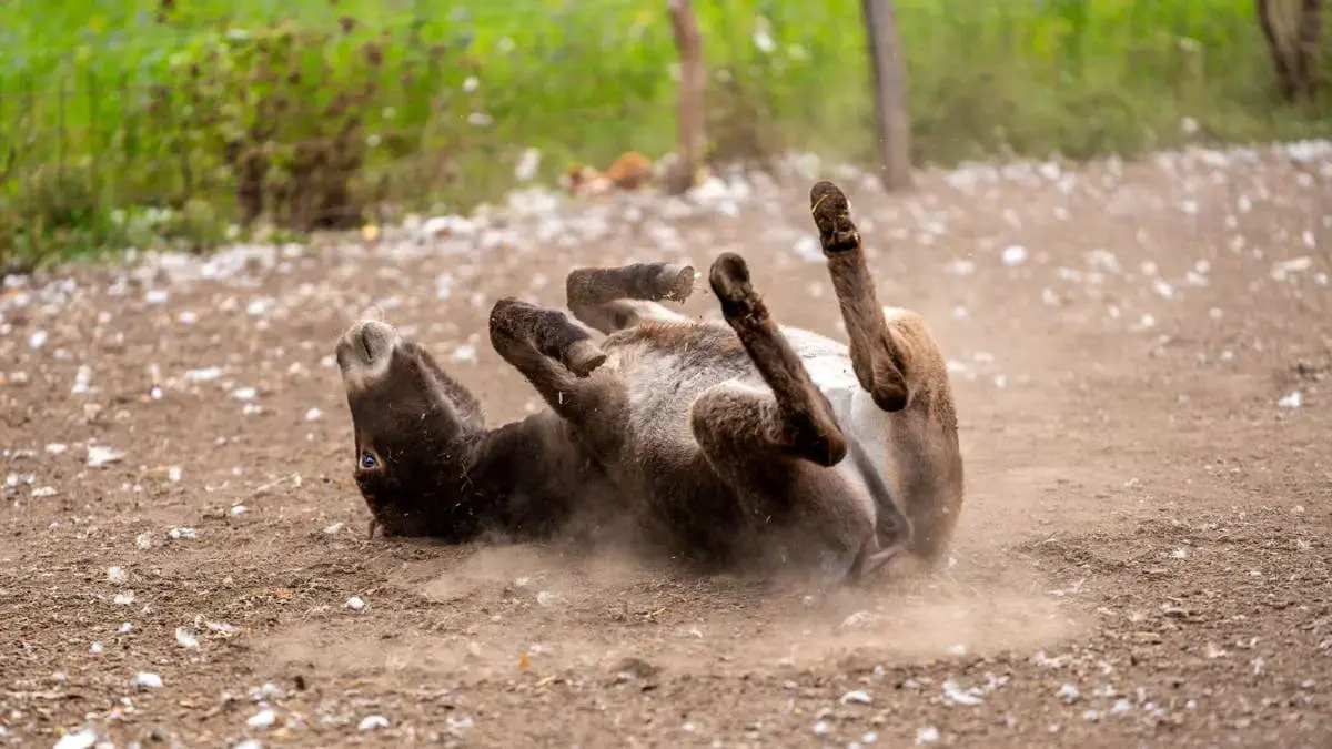 The Donkey Duo Shows How Young Animals Learn by Mimicry