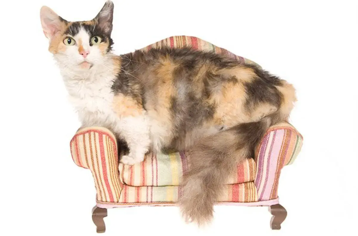 The Short‑Legged, Curly‑Coated Cat That Turns Heads