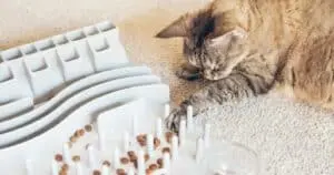 The Top 13 Cat Puzzle Toys for 2026