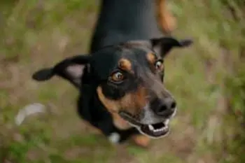 Prioritizing Canine Gut Health Through Probiotic Supplementation