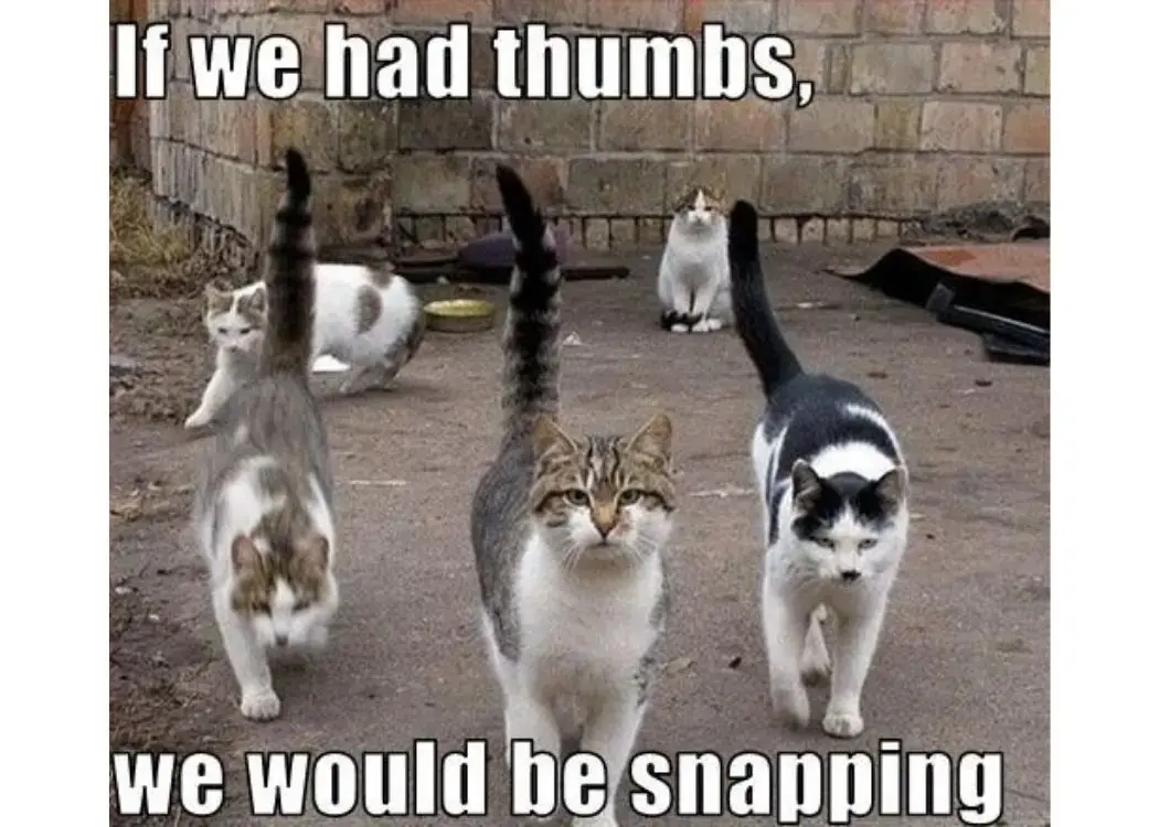 These Cat Memes Are Unhinged — And Every Owner Knows Why