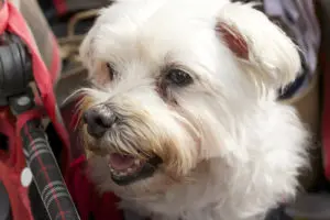 Ask A Vet: These Tear Stains On My Dog’s Face Won’t Go Away. What Can I Do?