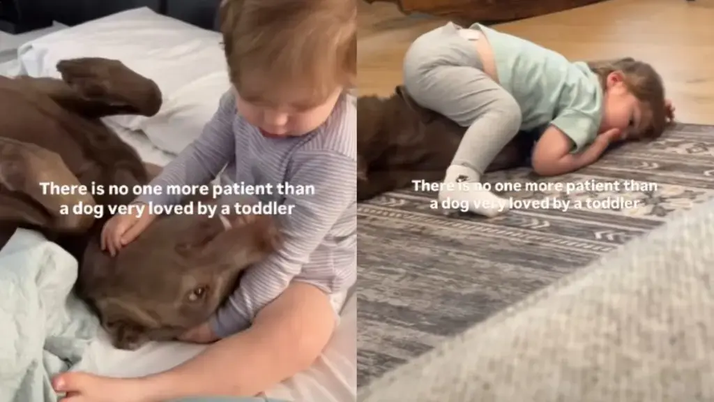 This Dog Has the Patience of a Saint When It Comes to His Favorite Toddler