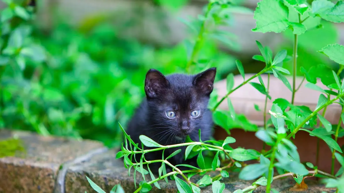 Tiny Black Kitten Discovered Under Car Highlights Perfect Timing in Feline Rescue