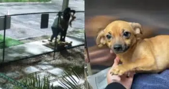 Tiny Chihuahua Left Alone in Miami Shelter’s Dog Park