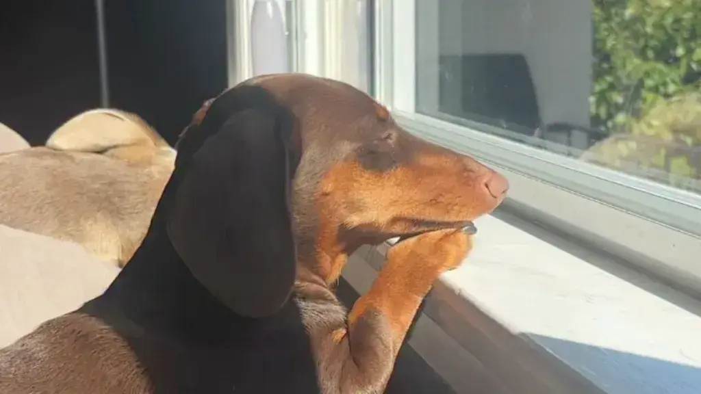 Tiny Dog Finds Perfect Happiness In A Sunny Window