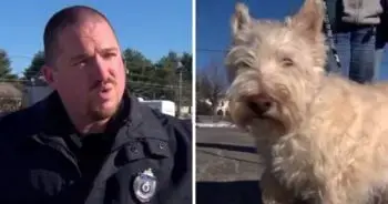 Tiny Dog Guides Police Officer To Rescue In Boston Neighborhood
