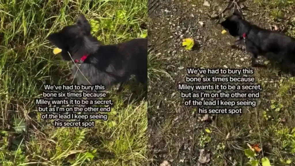 Tiny Dog Hides Bone in Secret While Owner Watches Every Move