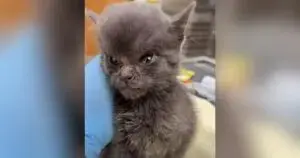Tiny Kitten Arrives With Severely Swollen Head Over Holiday Weekend