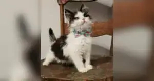 Tiny Kitten Found on Ohio Road Undergoes Stunning Transformation