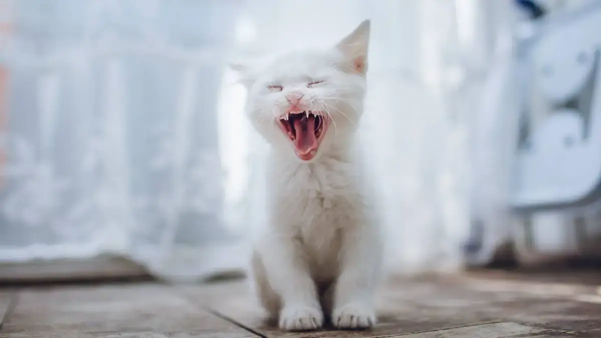 Tiny Kitten’s Fierce Hiss Is Impossible to Take Seriously