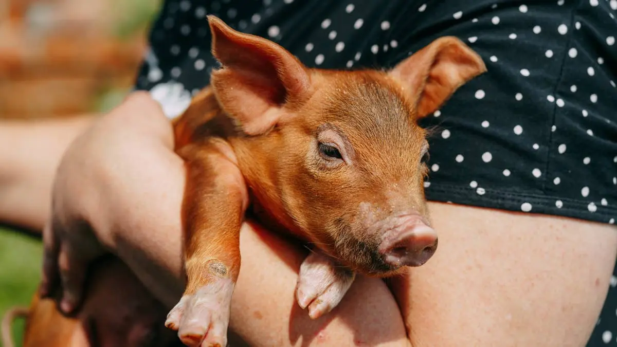 Tiny Pig Cuddles Up to Dad During Illness Like a Loyal Dog
