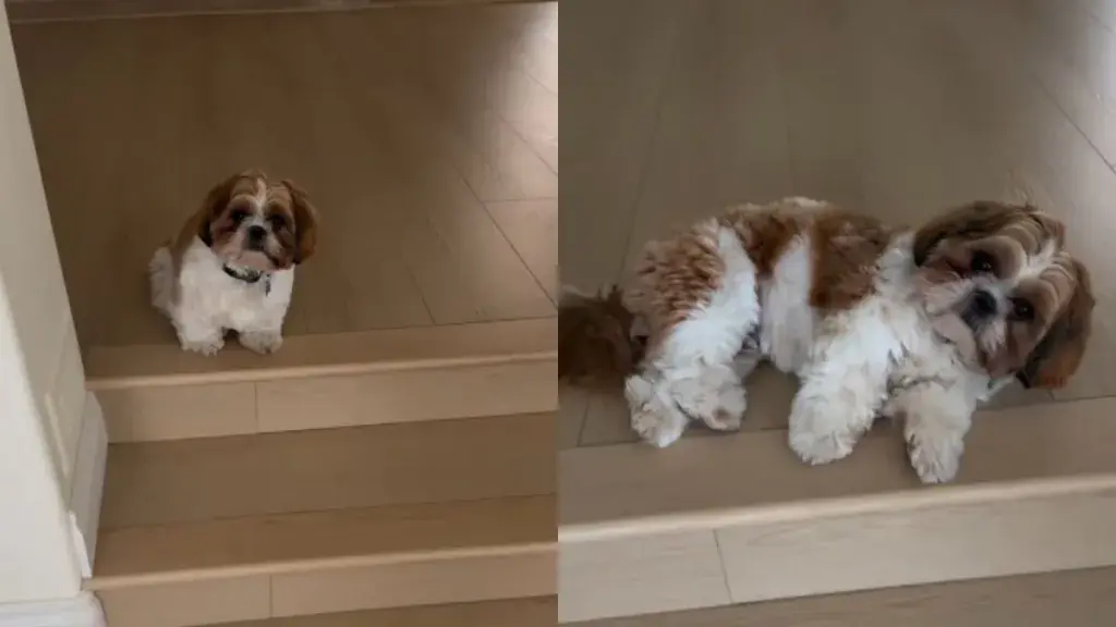 Tiny Shih Tzu Demands Belly Rubs the Moment His Owner Approaches