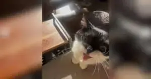 Tiny Tuxedo Cat With Dwarfism Captures Hearts Across the Internet