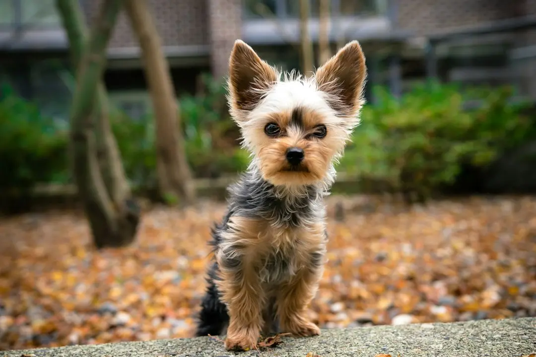 Tiny Dog’s Best Tricks Include One Adorable Move Where He Slithers Like a Snake