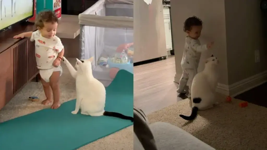 Toddler and Cat Share Secret Playtime in Living Room