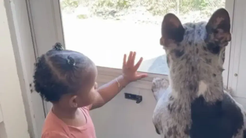 Toddler And French Bulldog Engage In Hilarious Window Standoff