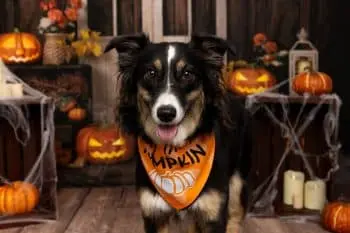 10 Best Halloween Dog Bandanas for Festive Fall Fun