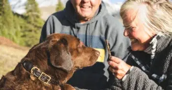 Top 10 Bully Sticks for Dogs: Safe Chews Ranked by Quality and Durability